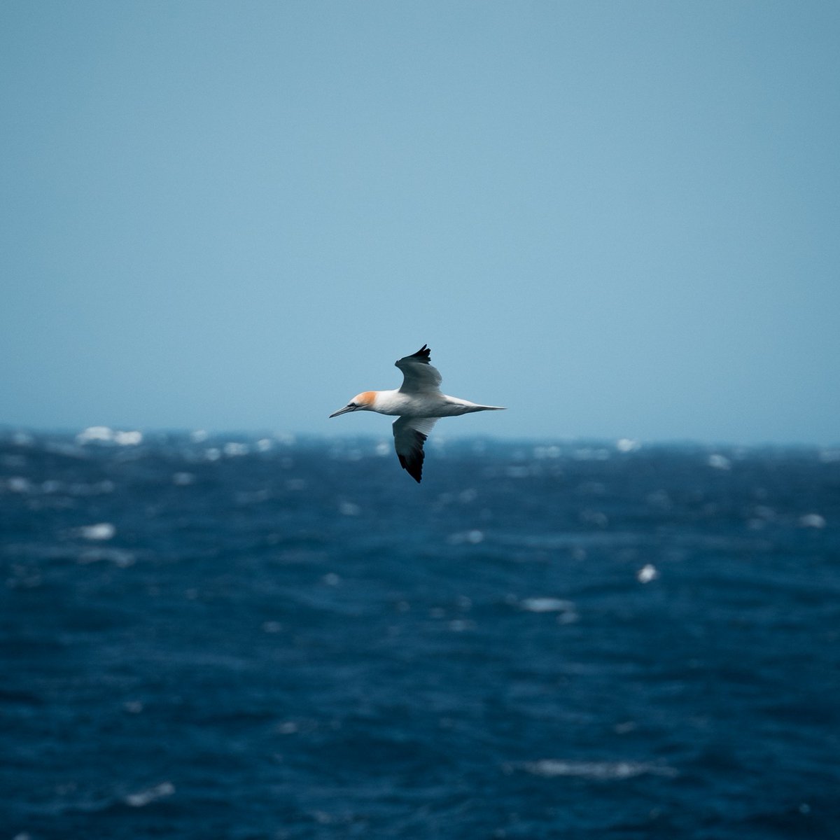 Visit Elba Official tweet media