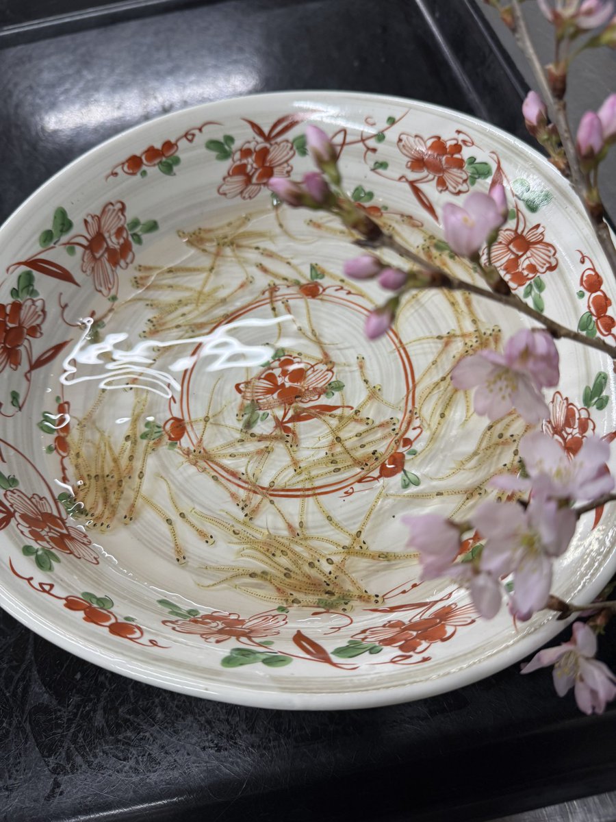 koitarou_leo's tweet photo. 春めいてまいりました🌸

大切な方との語らいに、五感で楽しむ春の料理を是非

#佐世保　#忘年会　#新年会　#宴会　#法事　#お祝い　#会食　#会席料理　#ランチ　#佐世保グルメ　#パーティー　#ビュッフェ https://t.co/0OsnJkz3N5