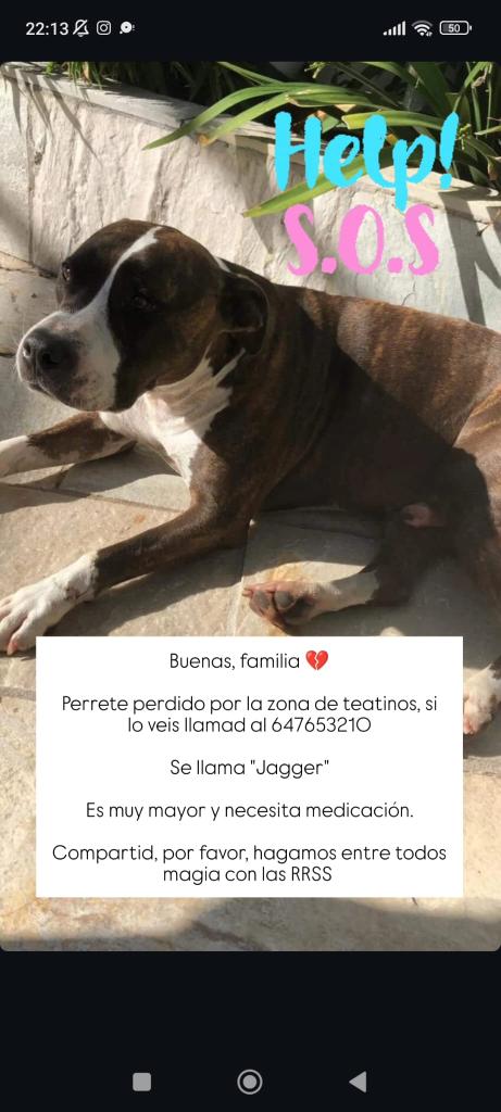 Perro perdido en Málaga capital