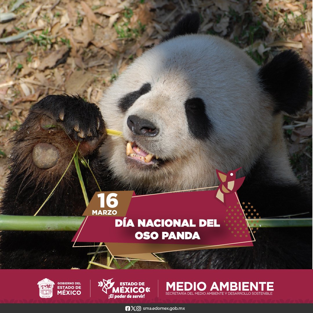 AmbienteEdomex's tweet image. Esta fecha se enfoca en crear conciencia sobre la protección del #OsoPanda, de su hábitat y conservación 🐼. 

#MedioAmbiente 
#ElPoderDeServir