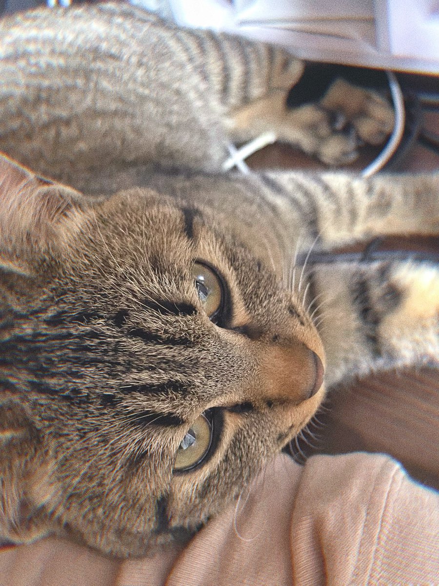 はくちゅん🤍🤧 tweet media