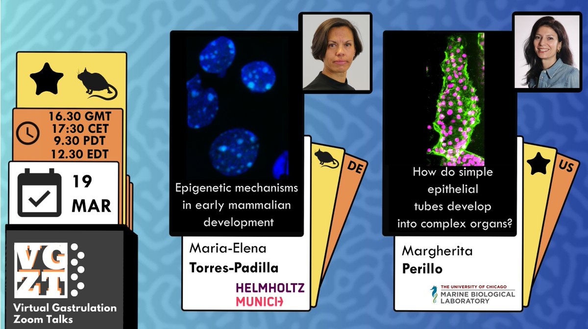 Virtual Gastrulation Zoom Talks tweet media