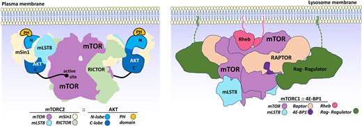 PPPublishing's tweet photo. Explore the structural and mechanistic basis of the the PI3K/AKT/mTORpathway in this latest review from #biochemj #mTOR #AKT #PI3K #CancerBiologyhttps://doi.org/10.1042/BCJ20253108 https://t.co/iF2dhq0hem
