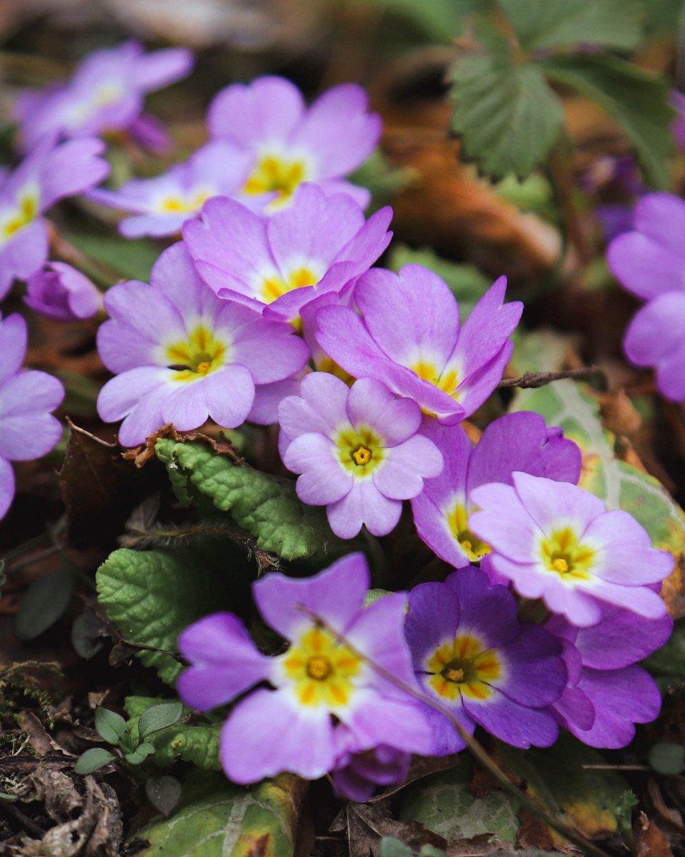 National Botanical Garden of Georgia tweet media