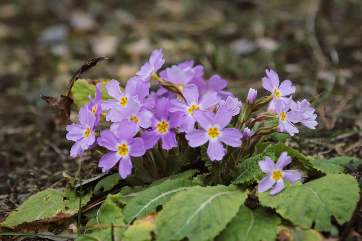 National Botanical Garden of Georgia tweet media