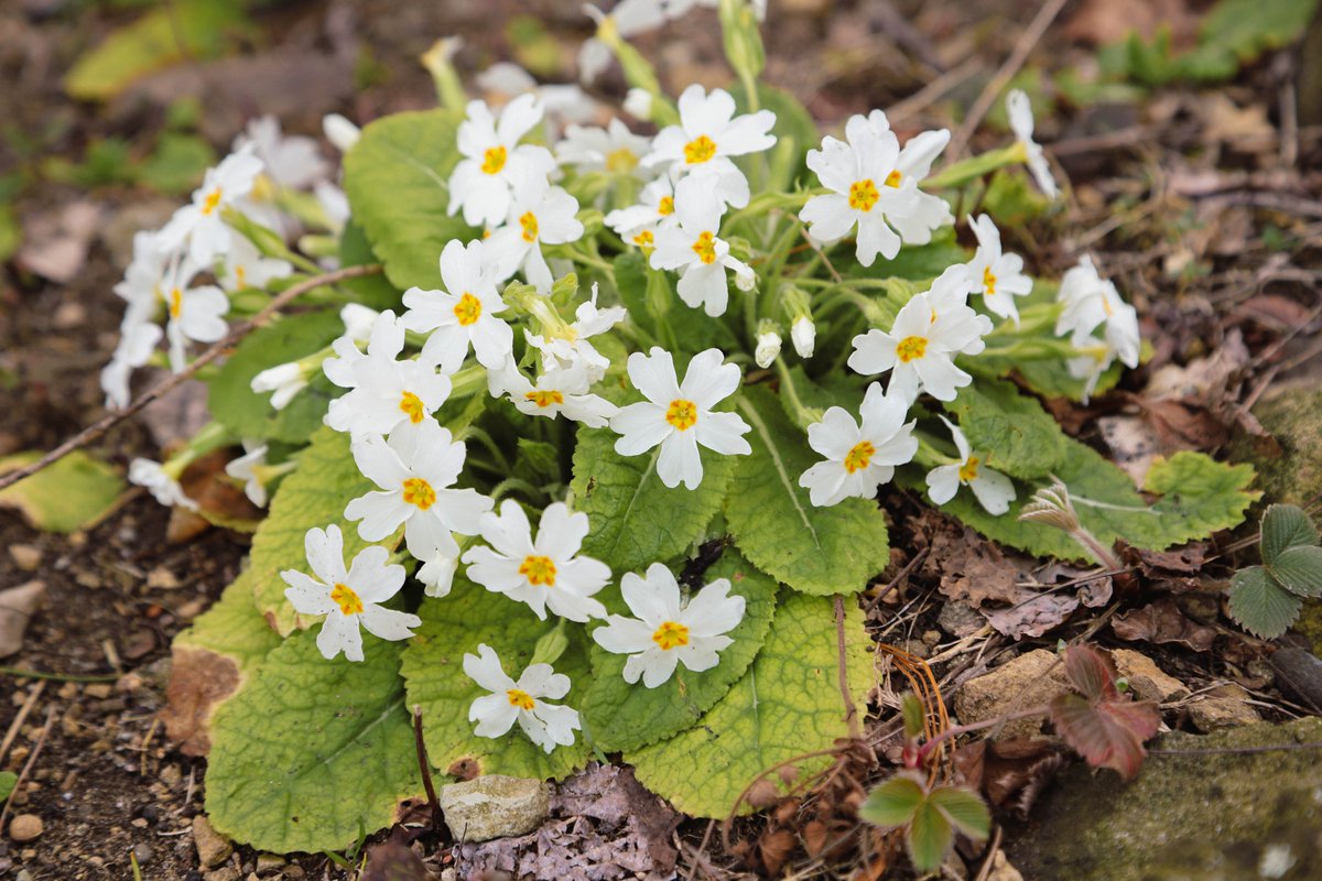 National Botanical Garden of Georgia tweet media