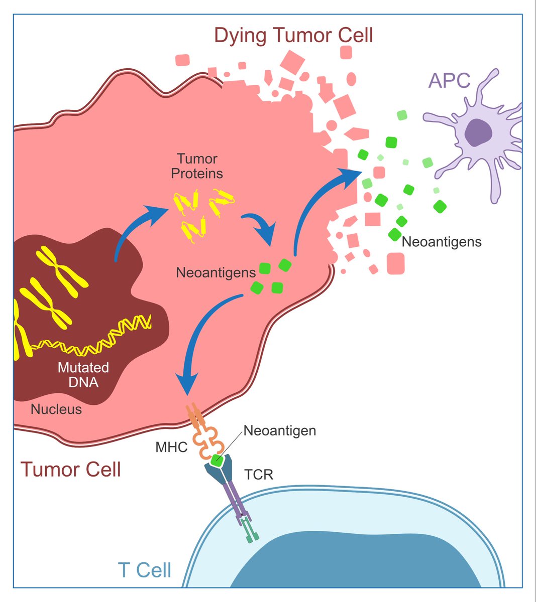 Neoantigens are antigens that are newly formed from altered tumour proteins. Although neoantigens are new to the immune system, they can induce immune response, and these antigens may help to predict sensitivity of tumours to immuno-oncology therapy.

IMPORTANCE
•Neoantigens are