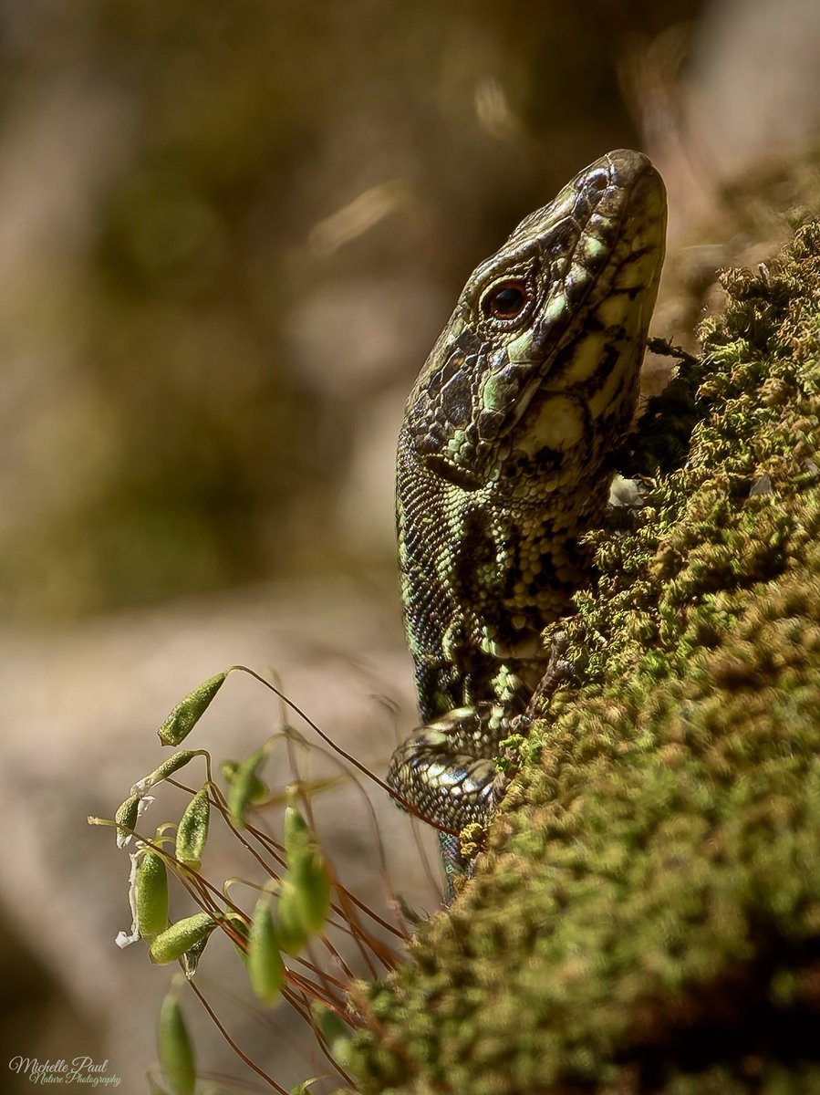 Michelle Paul tweet media