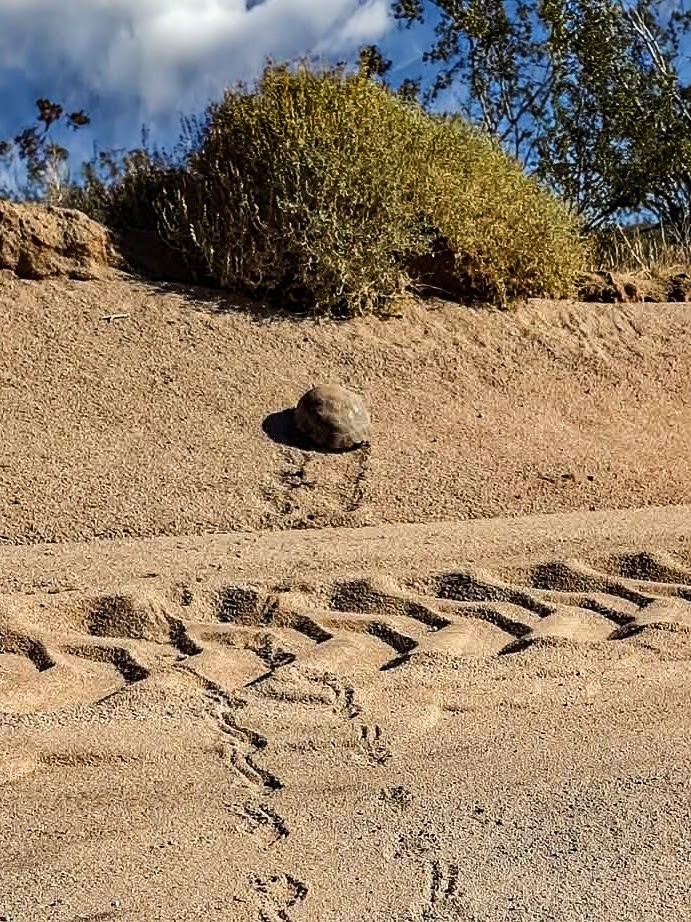 Cosmic Cowboy tweet media