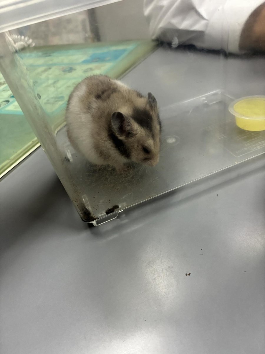 一般社団法人 ハムメディア tweet media