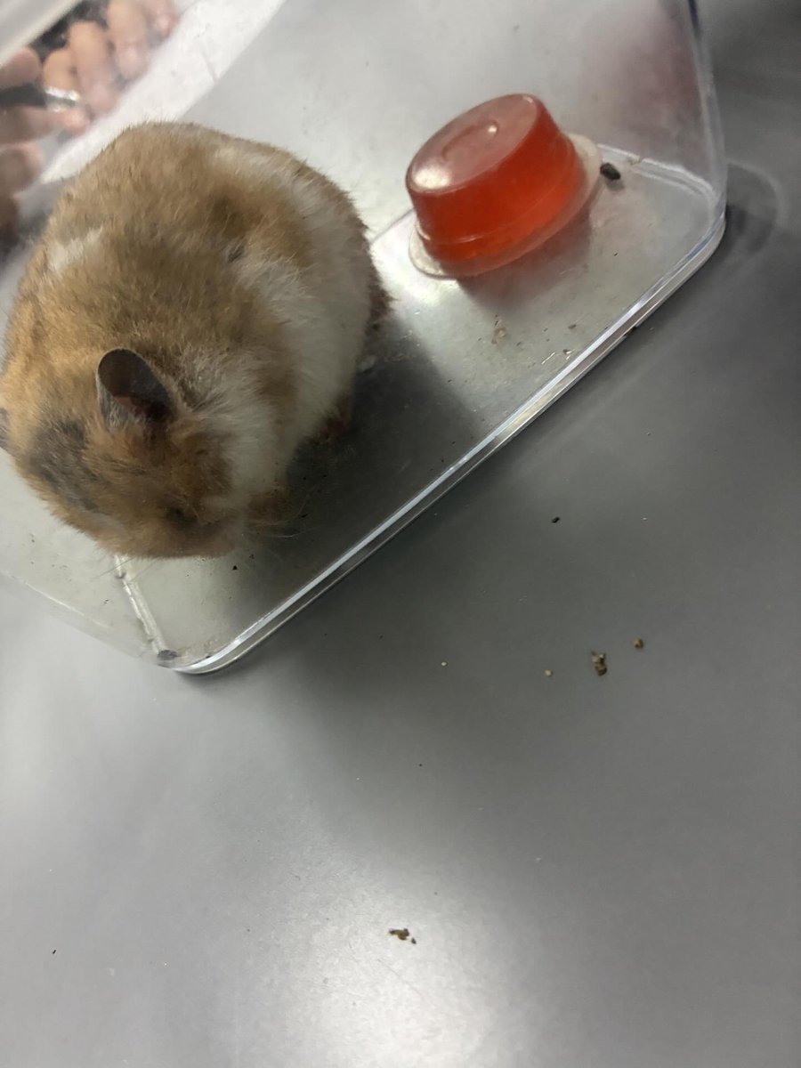 一般社団法人 ハムメディア tweet media