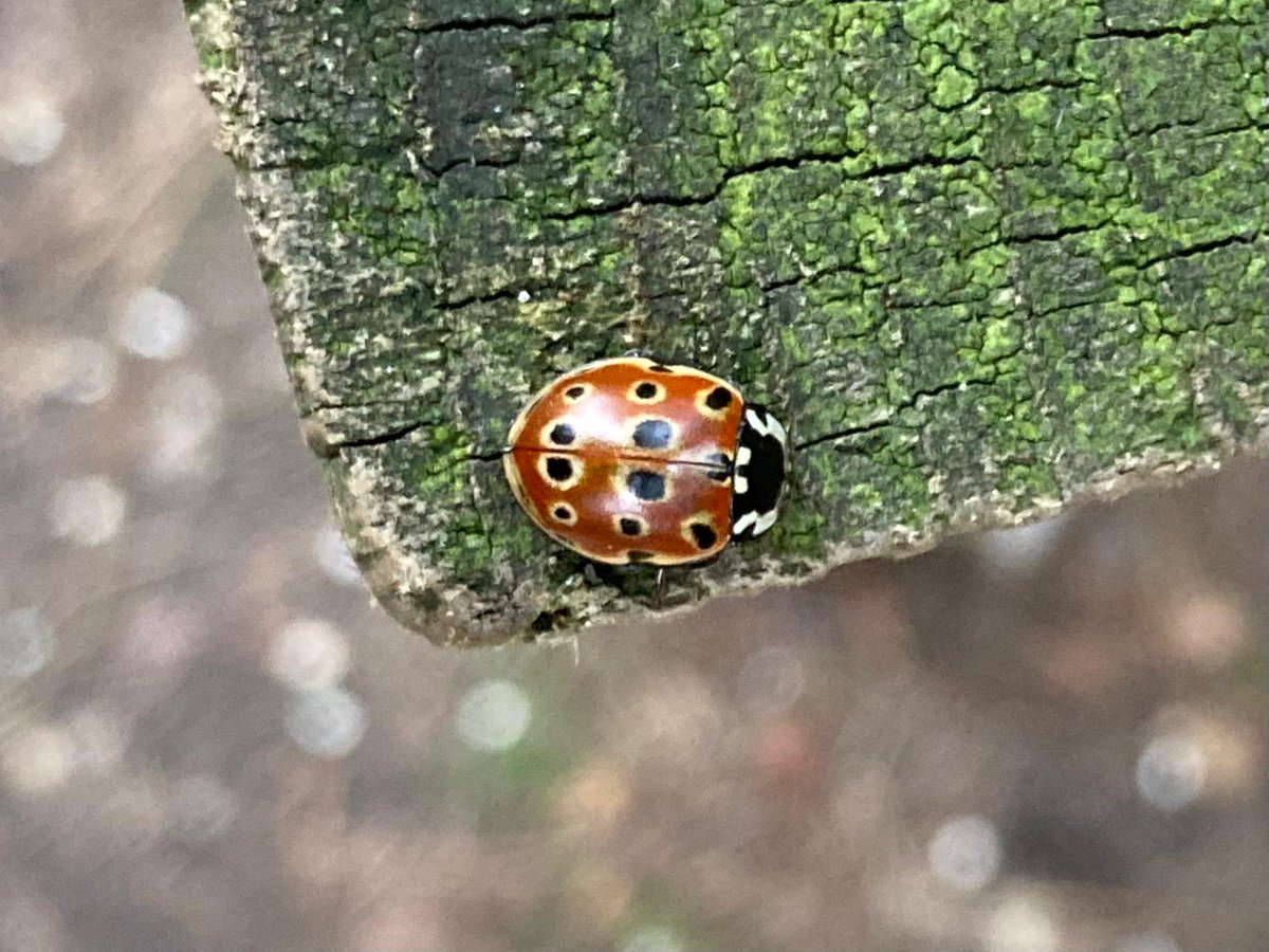 Bucks Country Parks tweet media