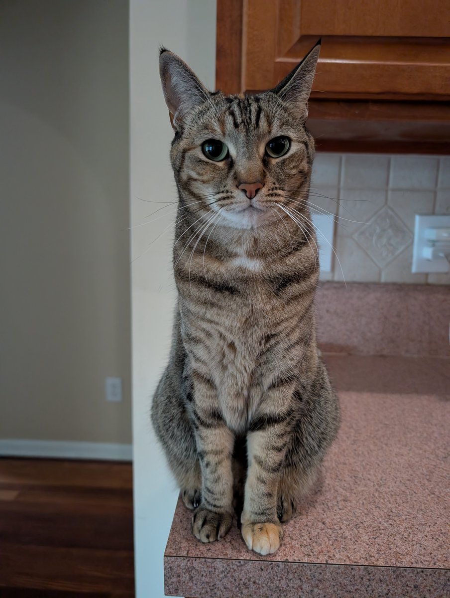 the derp chronicles tweet media