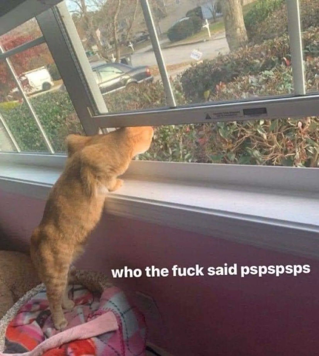 ShouldHaveCat's tweet photo. https://t.co/3W6t29tHGL