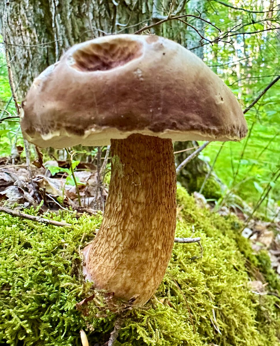 magicbic tweet media