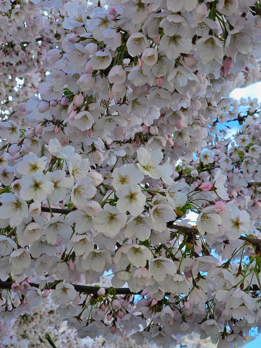 Ça sent fort le #printemps !
#Genève #Switzerland 🇨🇭