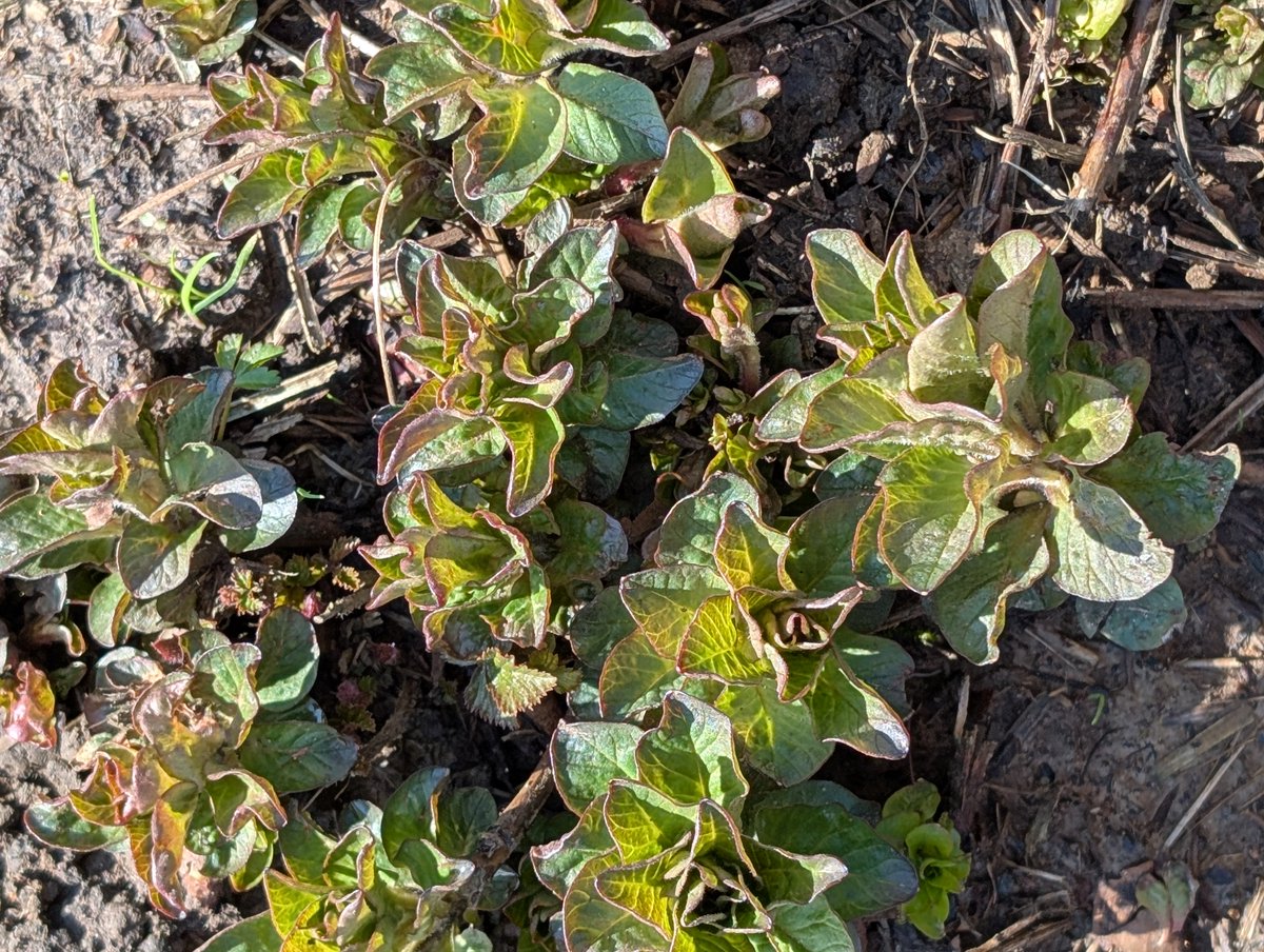 Haslemere Museum tweet media