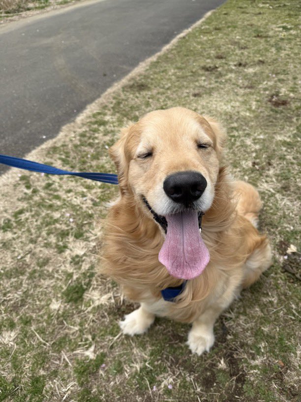 Puppies 🐶 tweet media