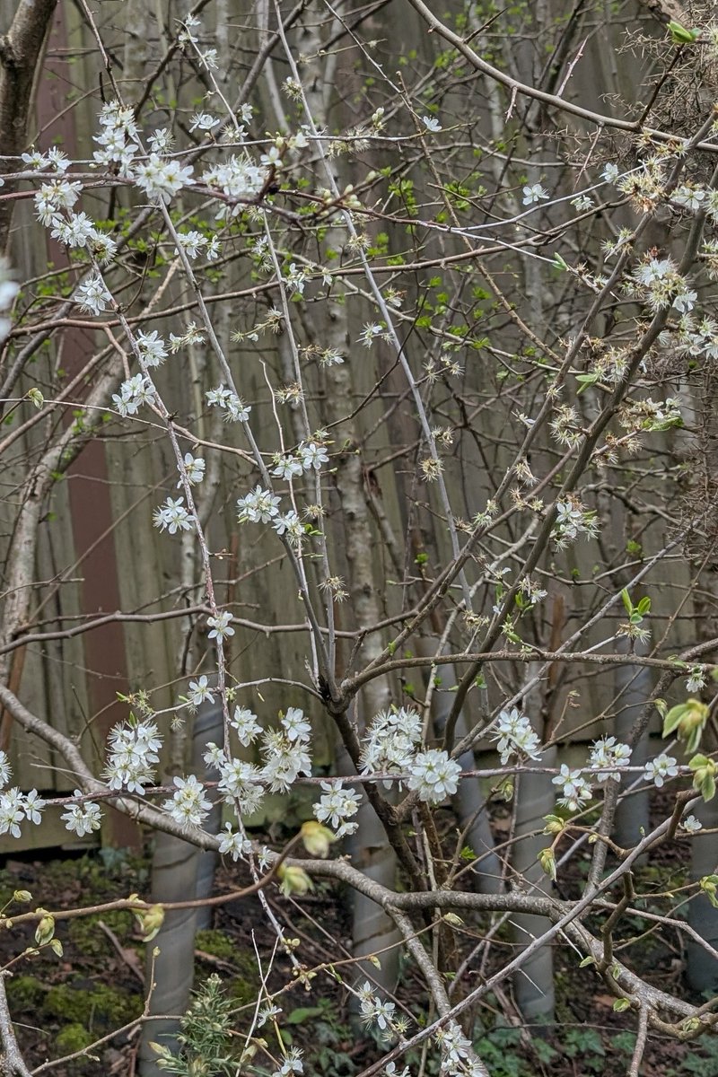 Haslemere Museum tweet media