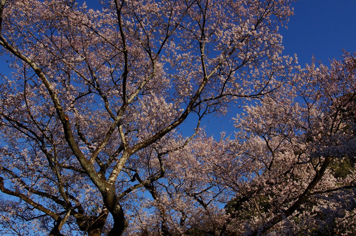 MKF_2019's tweet photo. 岐阜護国神社の「鵜飼桜」の本日(3月16日)午後の様子。エドヒガンの一本桜で樹齢100年超。満開で見頃。#α57 #江戸彼岸桜 #一本桜 https://t.co/FN76xaGb8l