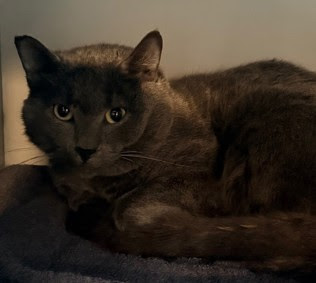 Ally Catmom tweet media