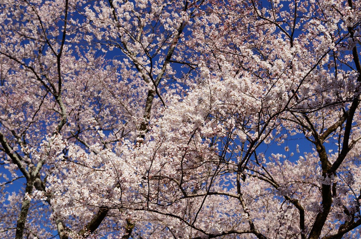 MKF_2019's tweet photo. 岐阜護国神社の「鵜飼桜」の本日(3月16日)午後の様子。エドヒガンの一本桜で樹齢100年超。満開で見頃。#α57 #江戸彼岸桜 #一本桜 https://t.co/FN76xaGb8l
