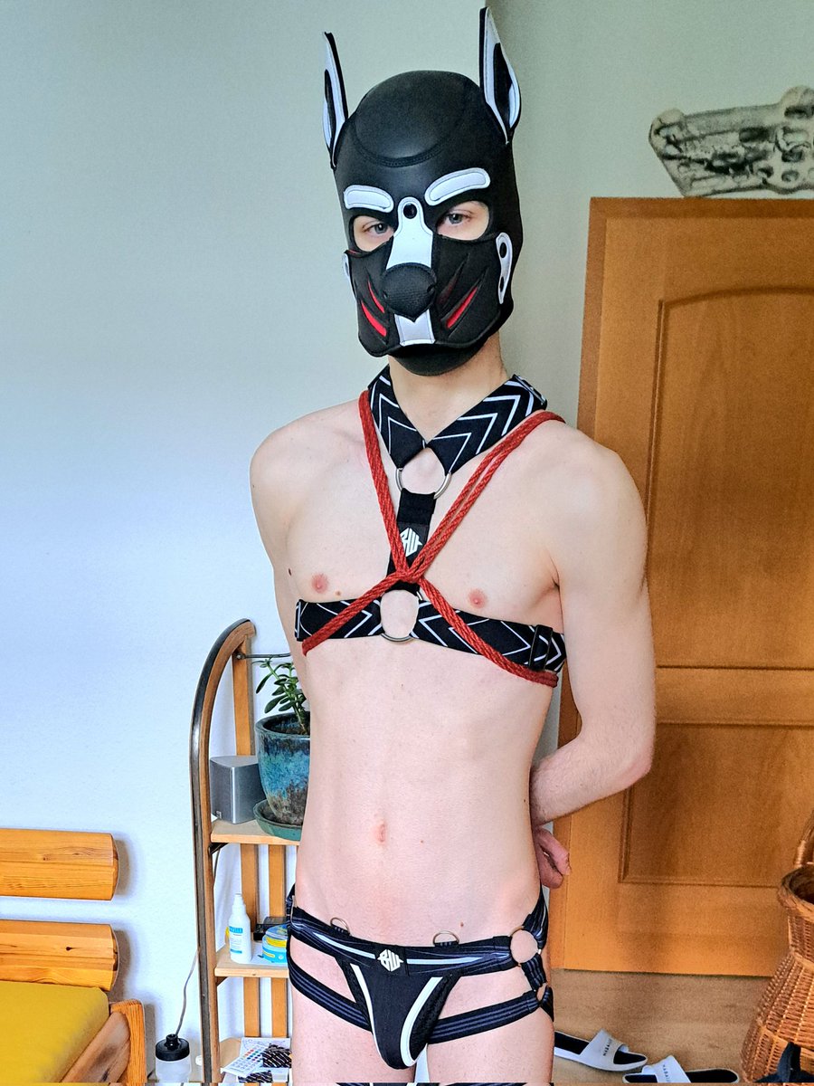 Sento 🔜 Puppypark Mannheim tweet media