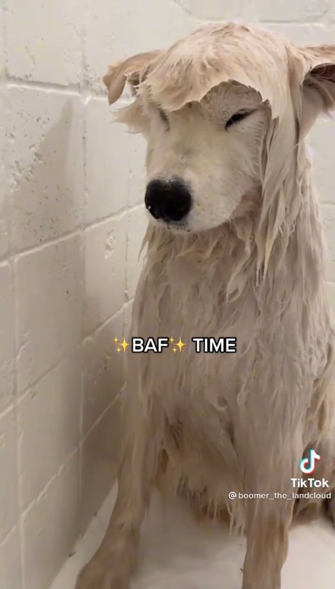 Morr🦬🥩《 ARP 》 tweet media