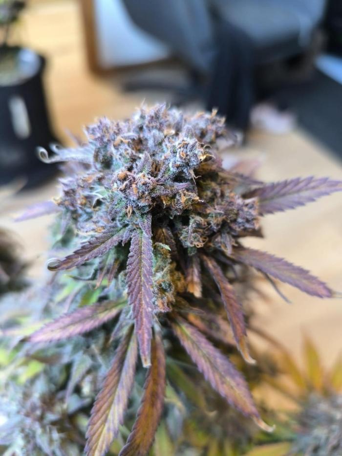 grow.diaries tweet media