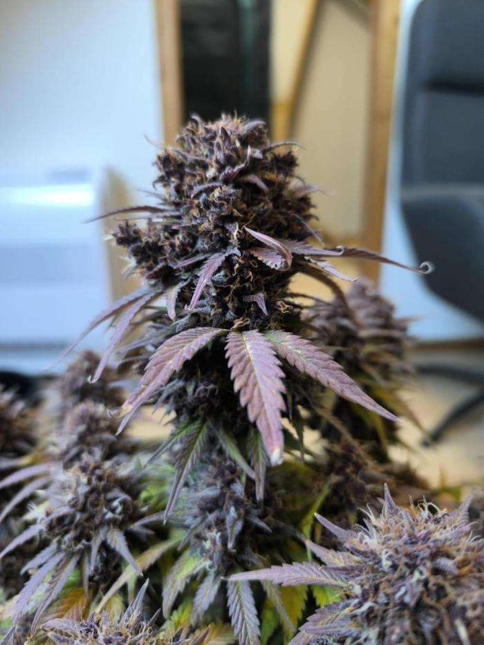 grow.diaries tweet media