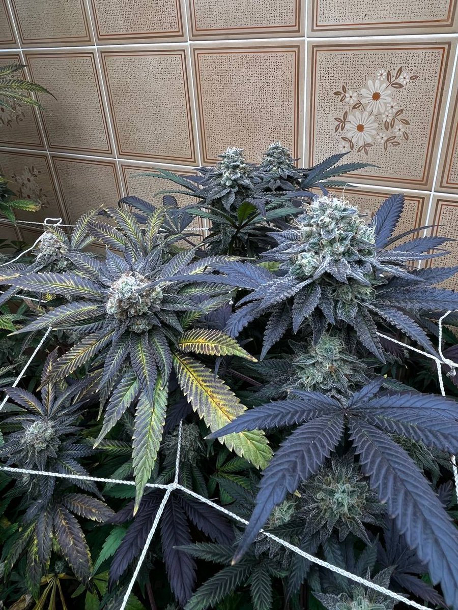 Cadu Brandão tweet media