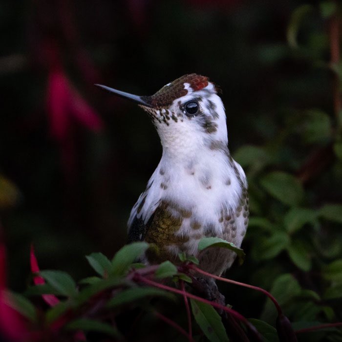 Faunanimo tweet media