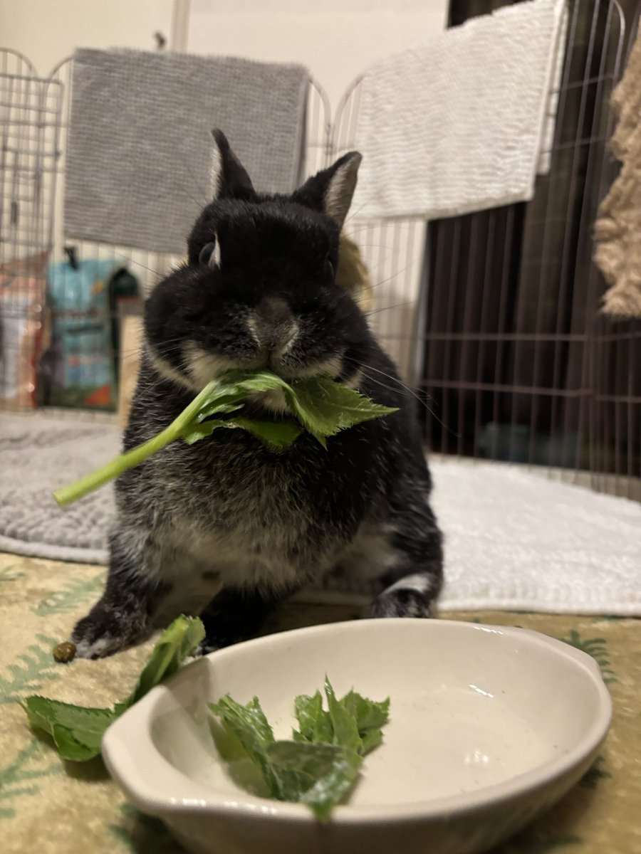 ごましお tweet media