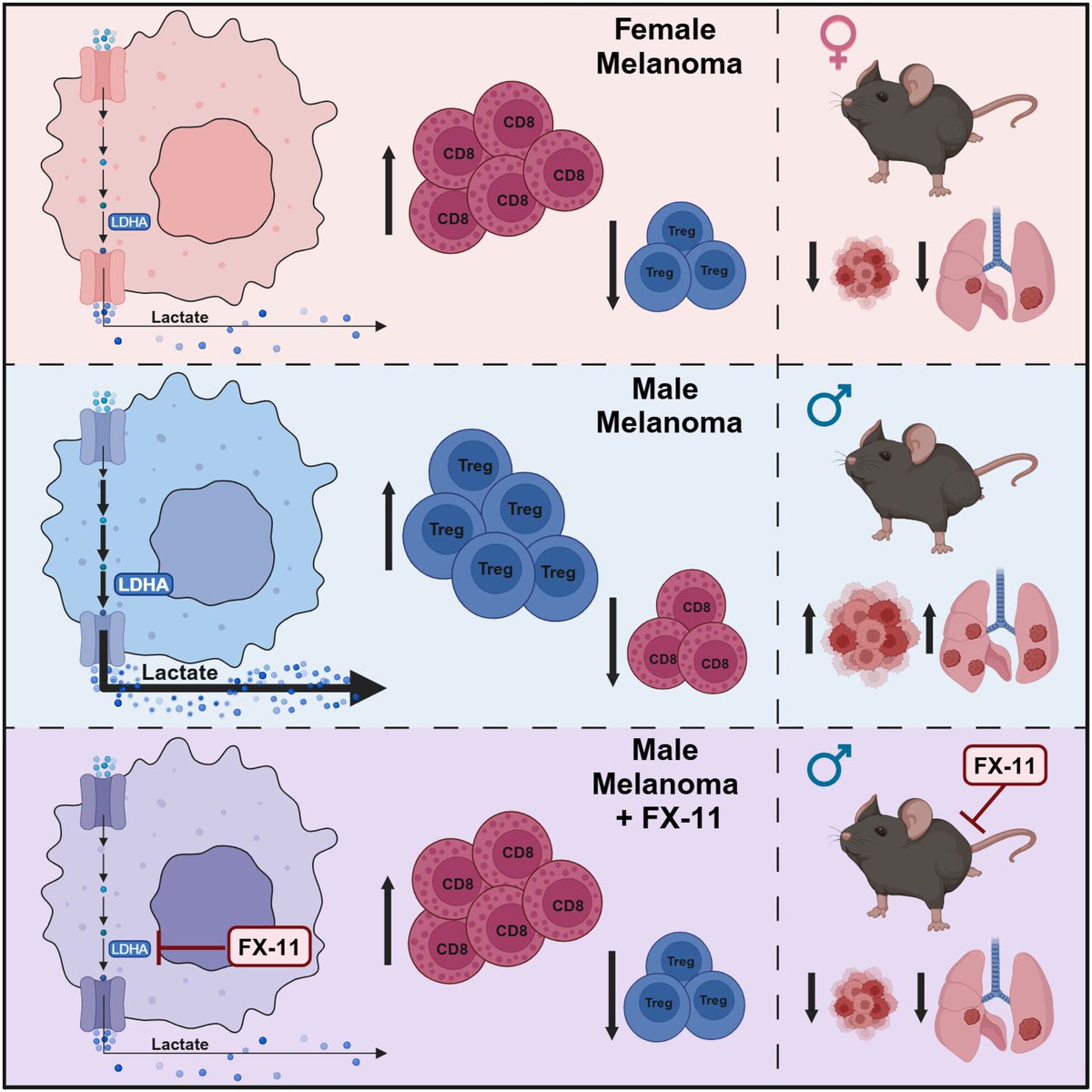The FEBS Journal tweet media