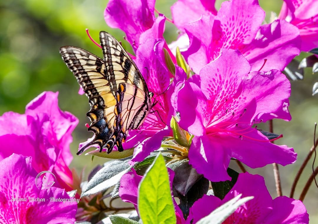 SerenaVachon's tweet image. Early spring surprise! Eastern tiger swallowtail #butterfly #butterflies #nature #NaturePhotography #naturelovers