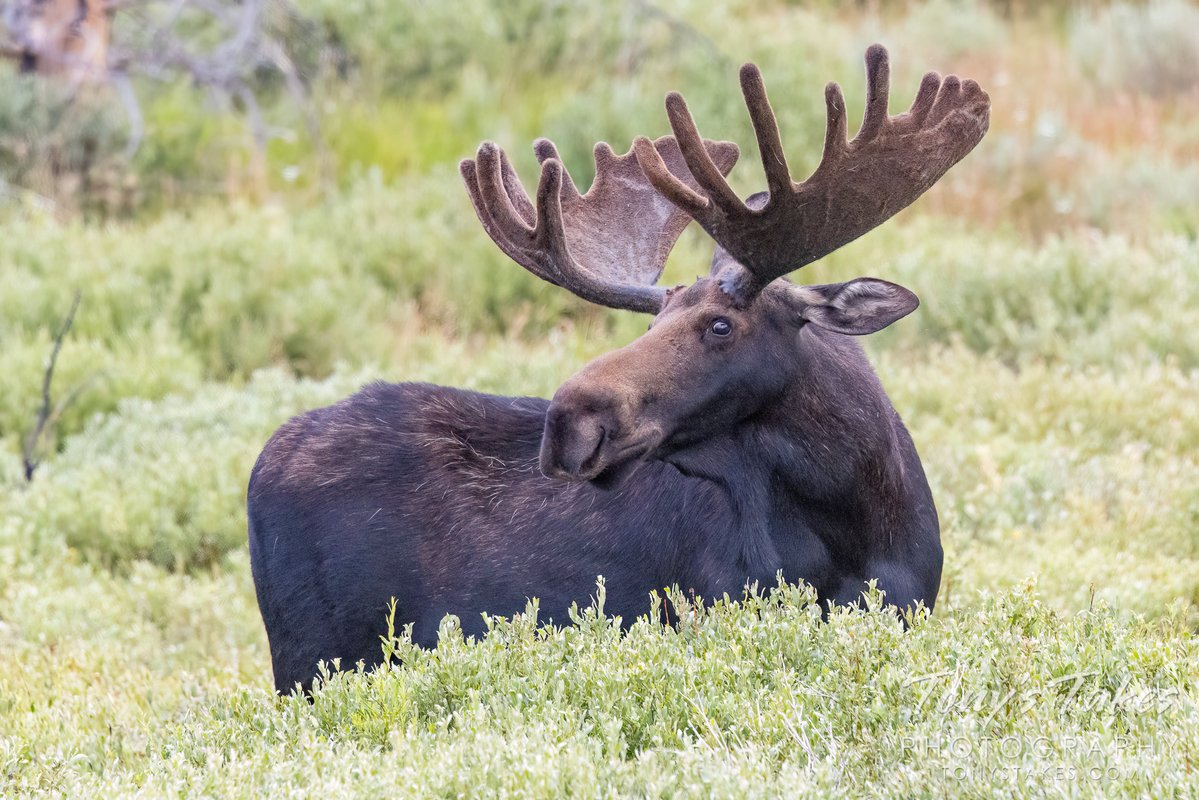 Tony's Takes tweet media