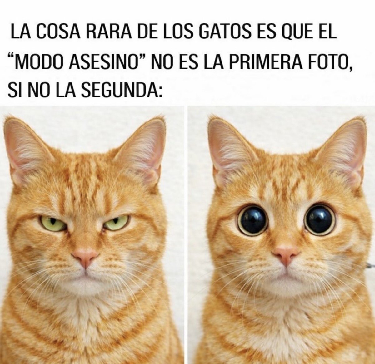 Papita Criolla ☻ tweet media