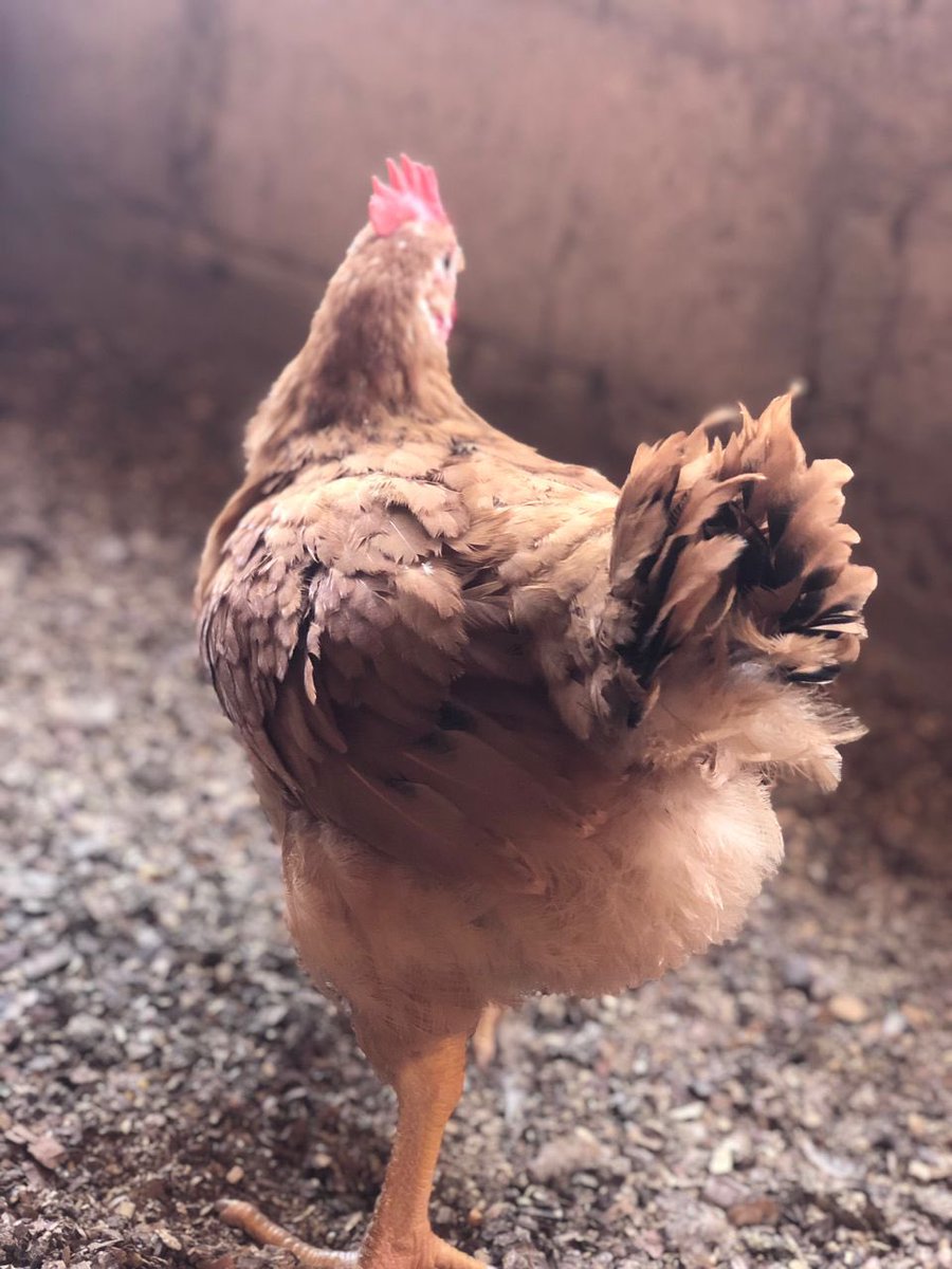 Zoubi🇧🇫 tweet media