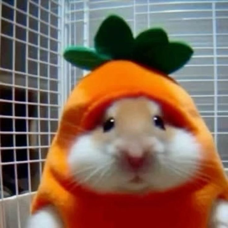 YellowFoxy tweet media