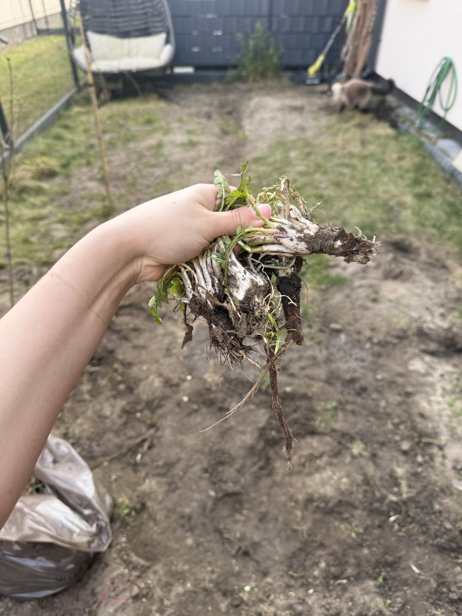 Nieuczesana 🌸 tweet media