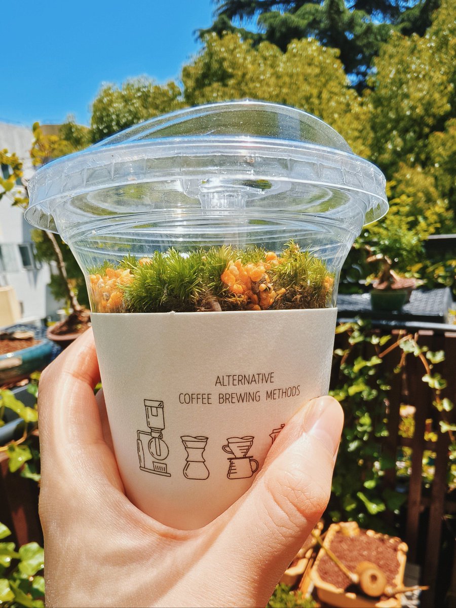 michell cole tweet media