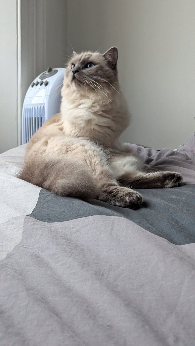 Blizzardstar tweet media