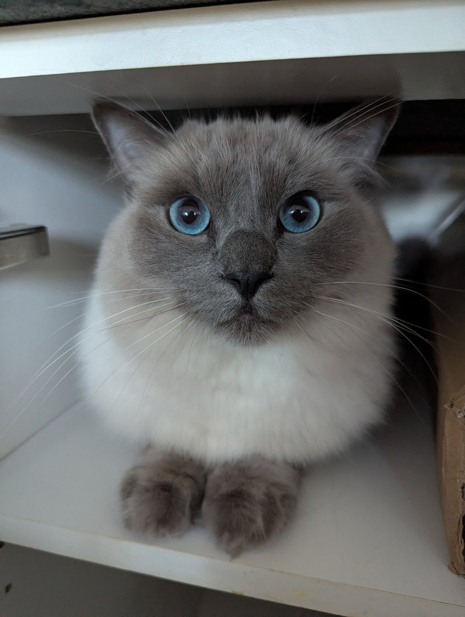 Blizzardstar tweet media