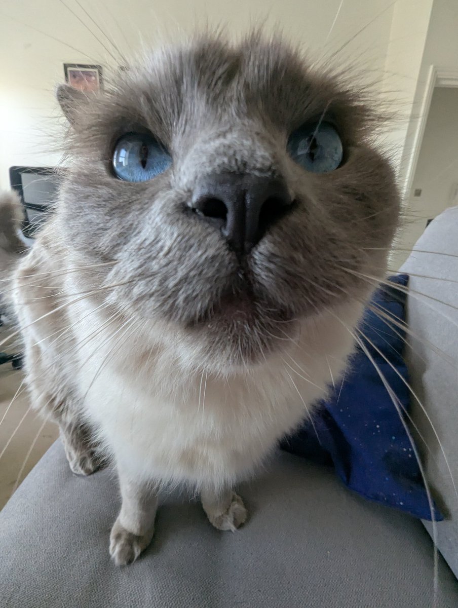 Blizzardstar tweet media