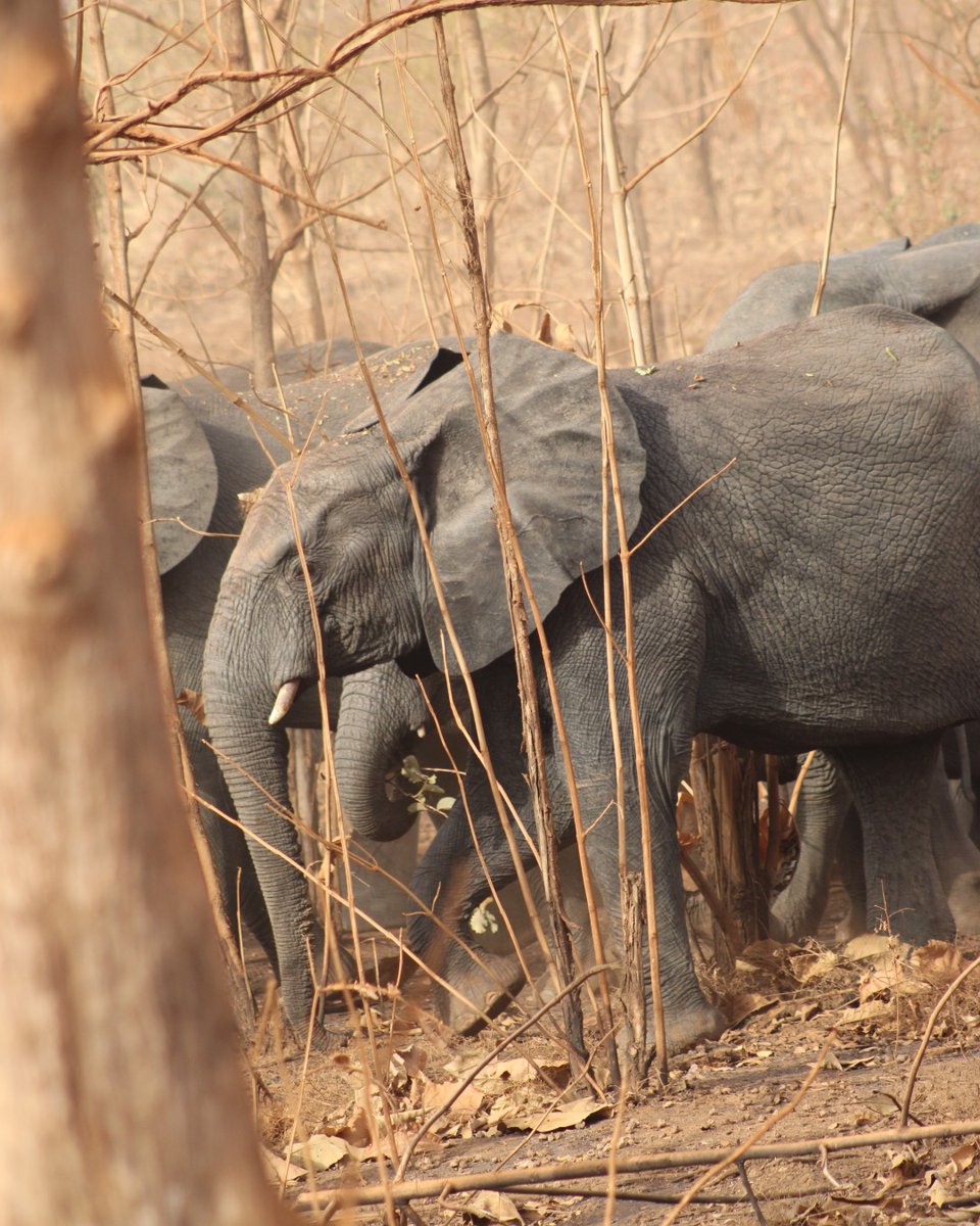 ElephantsIEF's tweet photo. Have you met your neighbors? What if they were African elephants (as seen here in Ghana)? People and communities in elephant range countries live alongside elephants and other wildlife, often coming into conflict and searching for solutions that help keep their families safe. IEF believes in projects that have strong community ties so that both humans and elephants can thrive together! Today's #MondayMotivation is a reminder that we are all connected.
https://t.co/aiiIkIr5fw