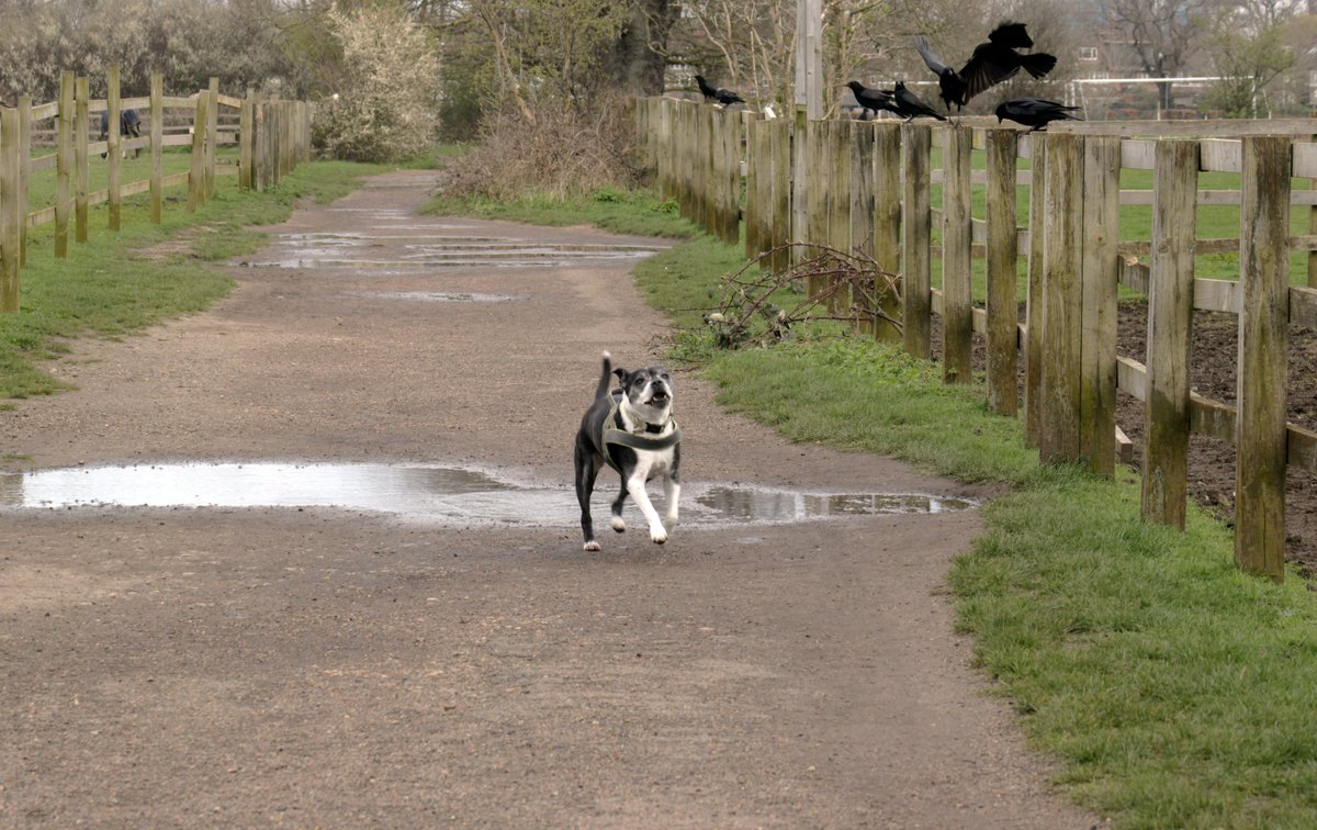 MorvienR's tweet image. It was a breezy cloudy #Springwatch day today with some sun🌥️as I took Lizzie for her daily walk🐶 around the public footpath through the Hampton's in #WorcesterPark Surrey🤓@Team4Nature2 @Natures_Voice @bbcweather @a_london_pigeon  @NationalRobin  @BBCSpringwatch @SeniorStaffy