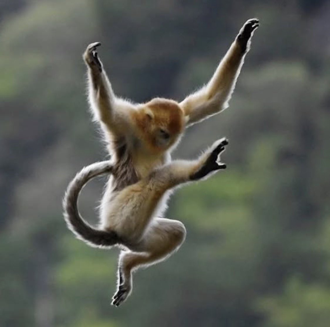 원숭이 아카이브 tweet media