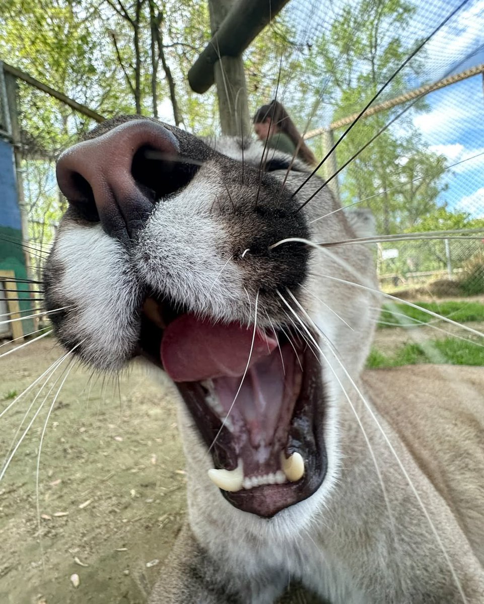 COMET-9 🌠🍉 tweet media