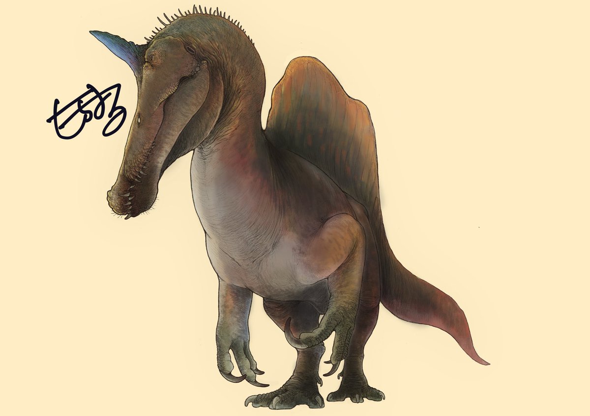 スピノサウルス・ミラビリス
Spinosaurus mirabilis