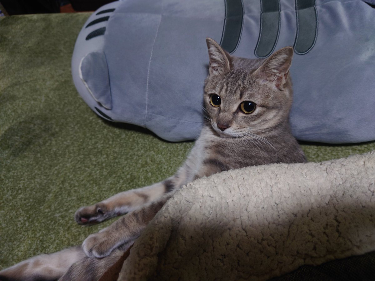 夜のお昼寝から目覚めました。